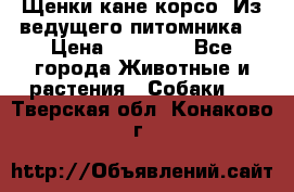 Щенки кане корсо! Из ведущего питомника! › Цена ­ 60 000 - Все города Животные и растения » Собаки   . Тверская обл.,Конаково г.